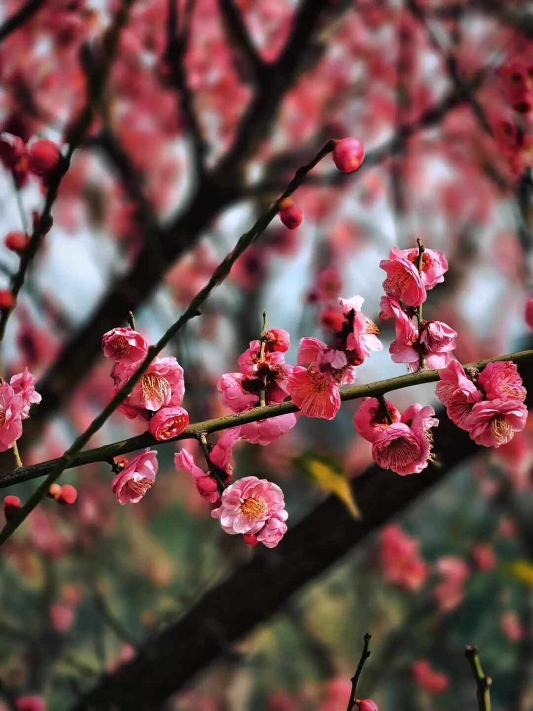 重庆，入春了！该出门赏花了！
